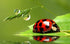 Lady Bird on a Leaf